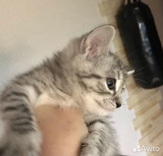 Котята в добрые руки приучены к лотку