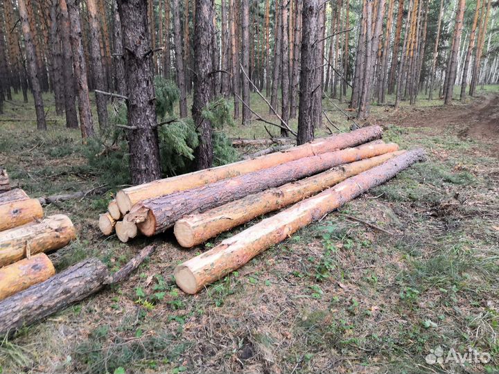 Лес кругляк сосна