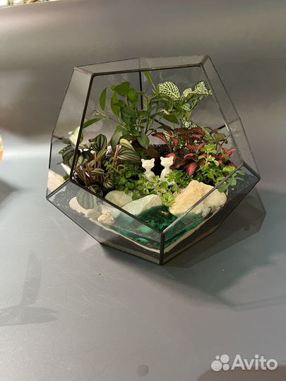 Флорариум коты медитирующие под бонсаем