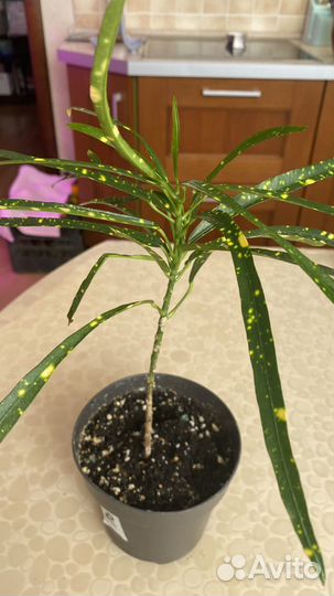 Комнатные цветы, излишки