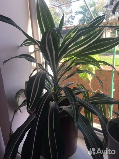 Комнатные цветы