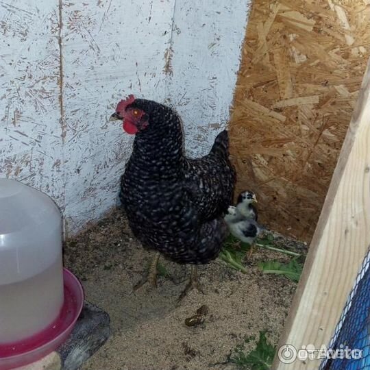 Куры молодки несушки