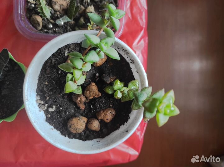 Суккуленты