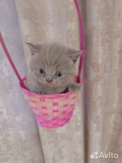 Британские котята