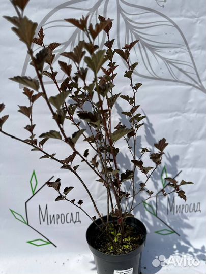 Пузыреплодник Red Baron