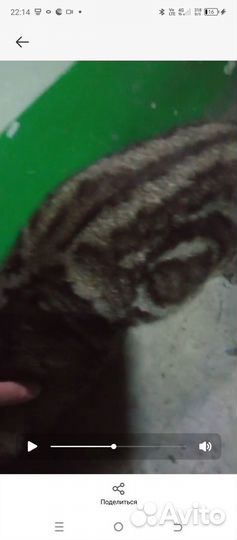 Кошки в добрые руки