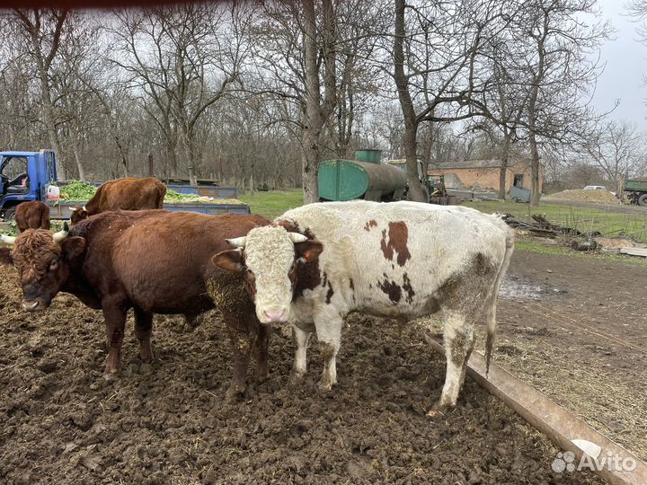 Продам быков на мясо