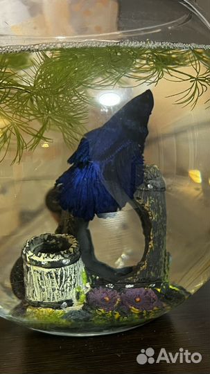 Рыбка петушок самец