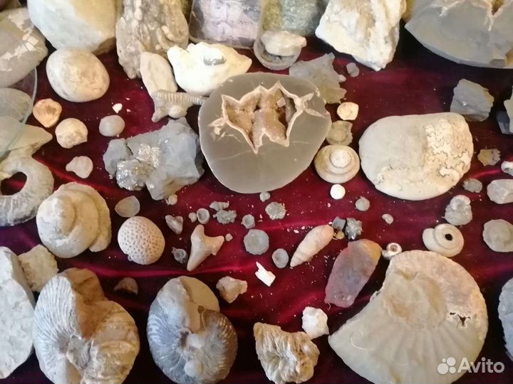 Окаменелости. Минералы. Шары. Срезы. Септарии