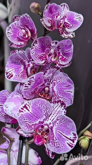 Орхидея фаленопсис