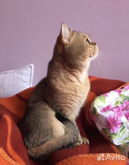 Британский кот вязка