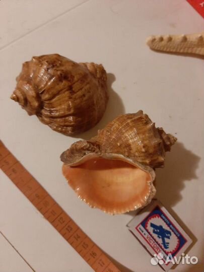 Морская звезда, раковины, ракушки