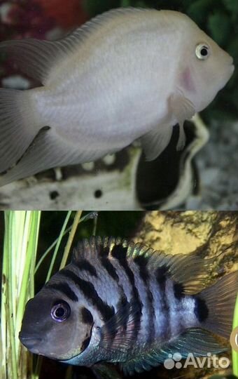 Аквариумные рыбы цихлиды