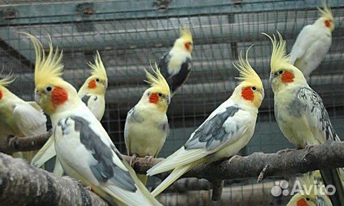 Корелла-нимфа