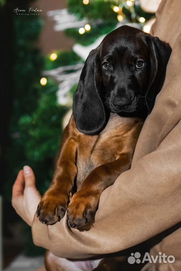 Баварская горная гончая/ щенки