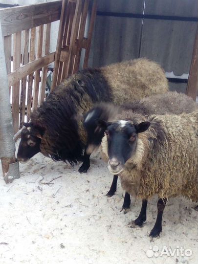 Овцы романовской породы