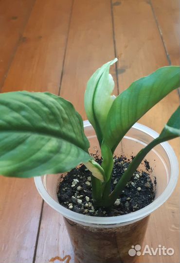 Спатифиллум Spilt Milk