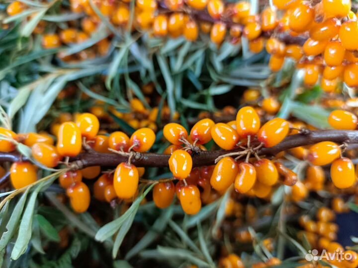 Кабачки, огурцы, помидоры, рыба свежая