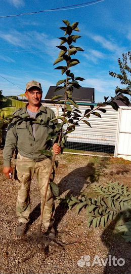 Саженцы плодовых деревьев