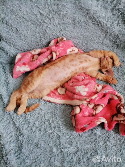 Донской сфинкс котенок