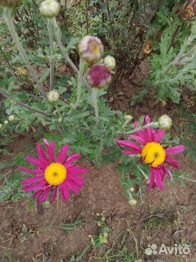 Хризантема