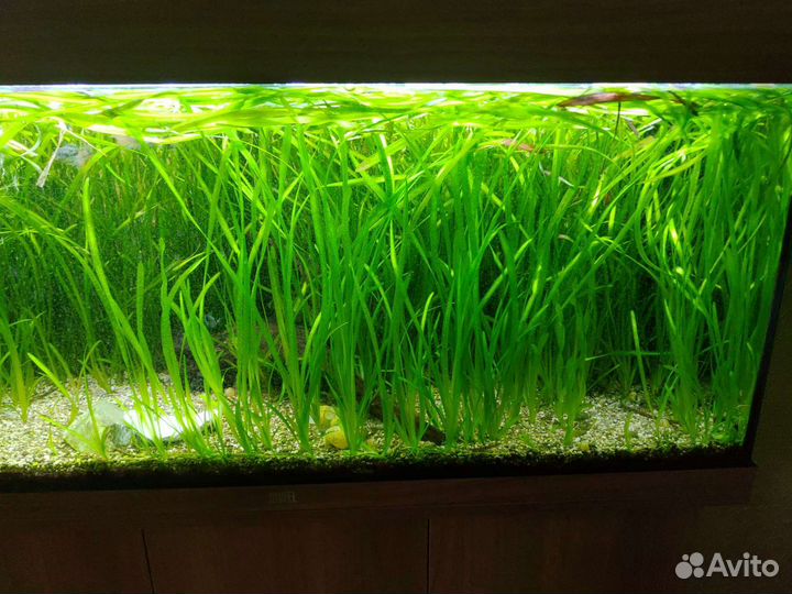 Отдам или обменяю аквариумные растения