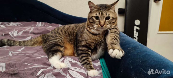 Передержка для кошек, котоняня