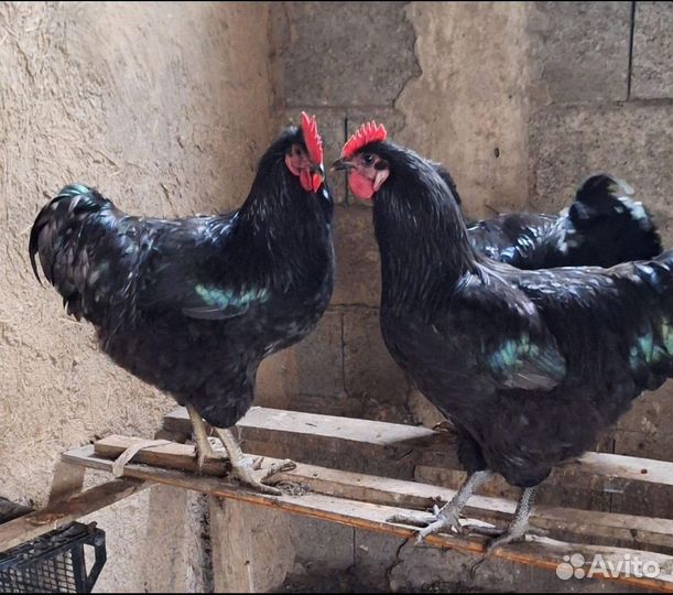 Молодые петухи. Джерсийский гигант 2месяца