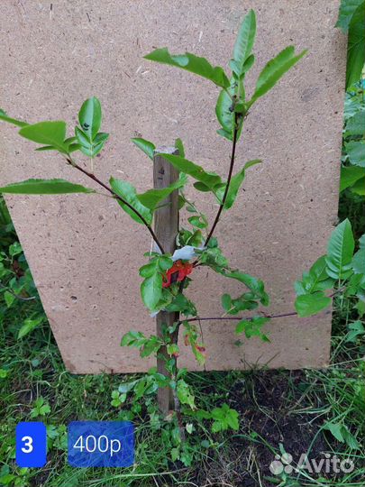 Рябина Бурка - сладкоплодная низкорослая