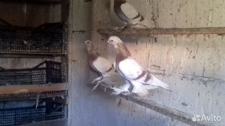 Алматинские сиреневые бойные голуби