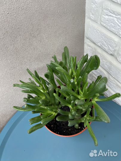 Кактусы и суккуленты комнатные растения