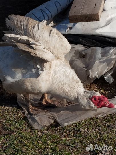 Селезень индоутки