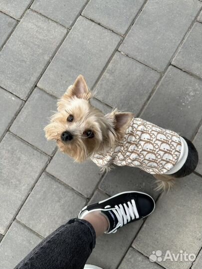 Одежда для собак