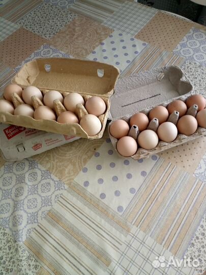 Цыплята/яйцо