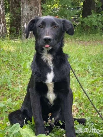 Щенок метис лабрадора