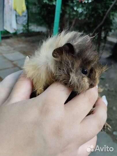 Морская свинка розетка мальчик