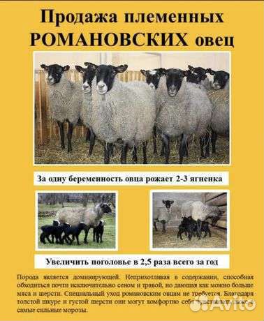 Овцы бараны ягнята