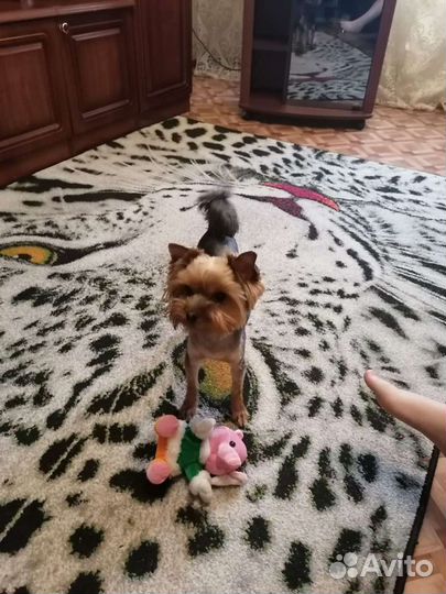 Йоркширский терьер вязка мальчик