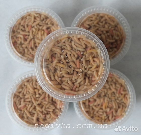 Рыболовная наживка червь навозный, опарыш белый, к