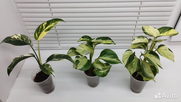 Сциндапсус, эпипремнум