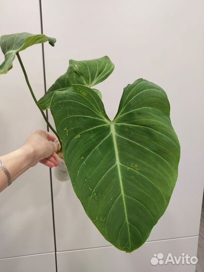 Филодендрон