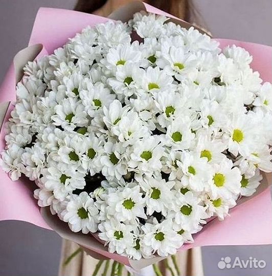 Хризантема