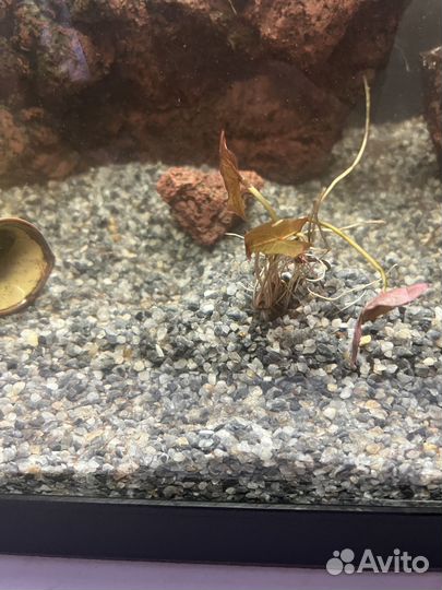 Грунт в аквариум