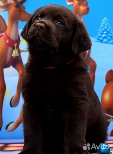 Шоколадная девочка, лабрадор