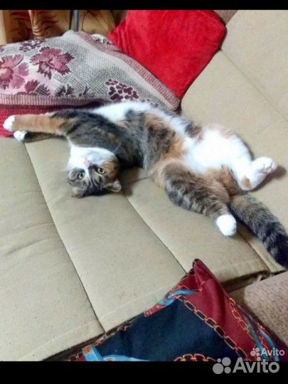 Шотландские