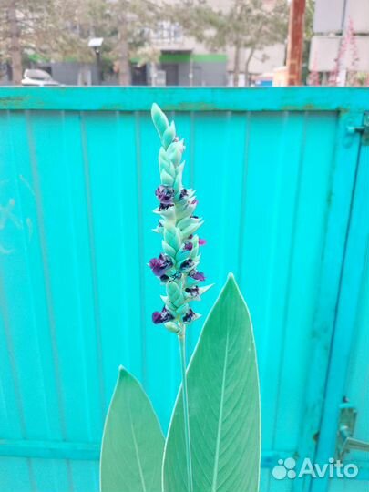 Растения для пруда