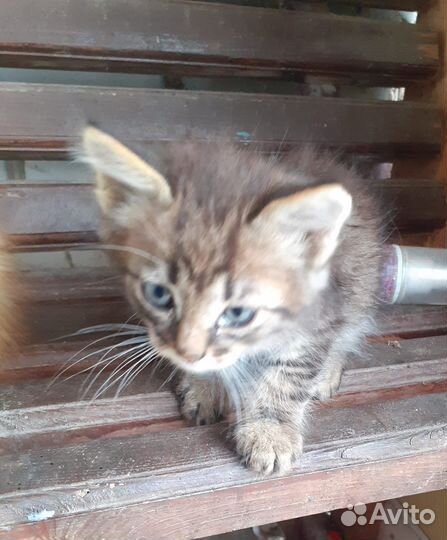 Котята