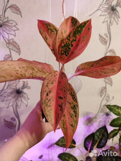 Аглаонемы разные