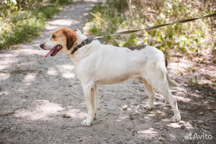 Крутой пес Филипп ищет дом