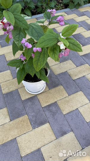 Клеродендрум